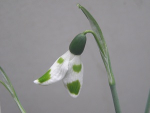 Galanthus elwesii Kencot Ripple